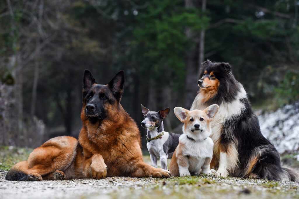chiens-2